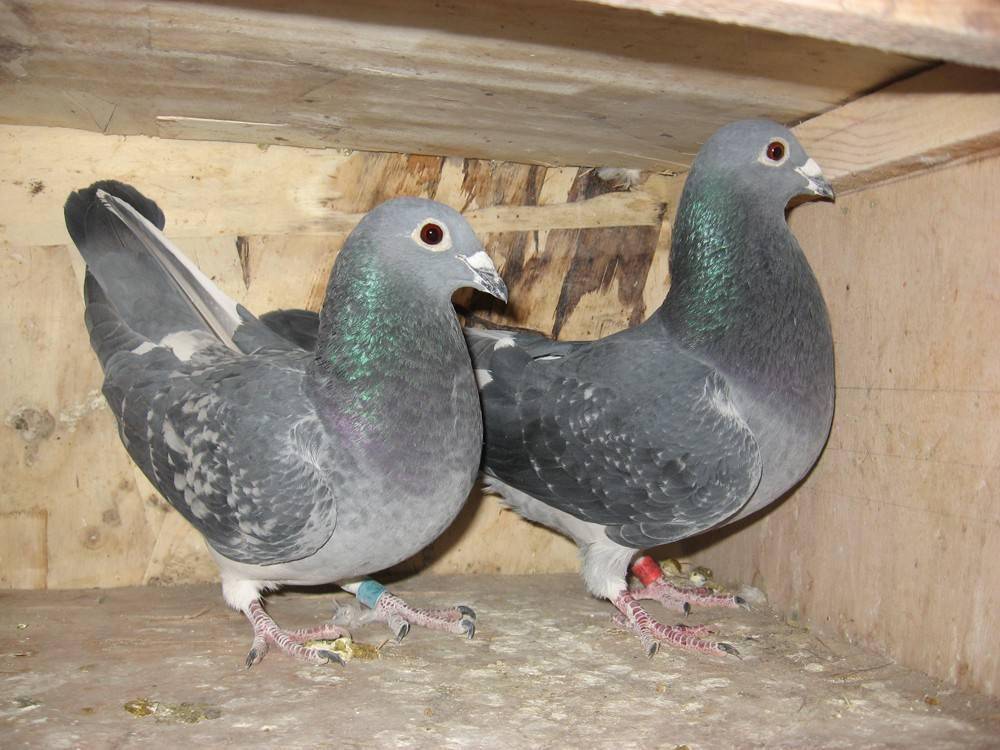 同窝双雌或者是双雄真的其中一方更好吗