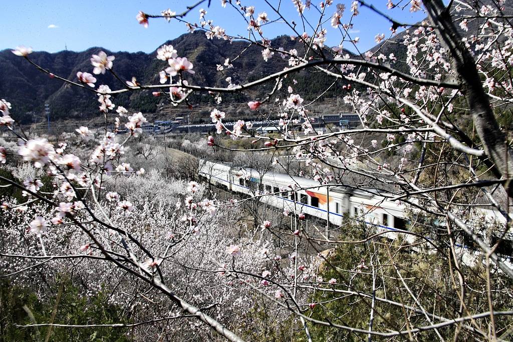 北京居庸关桃花杏花绽放列车驶入春日花海