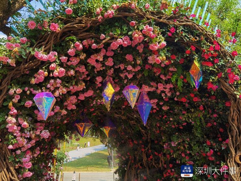 深圳花展月季园首次向公众开放，百岁古桩月季惊艳亮相