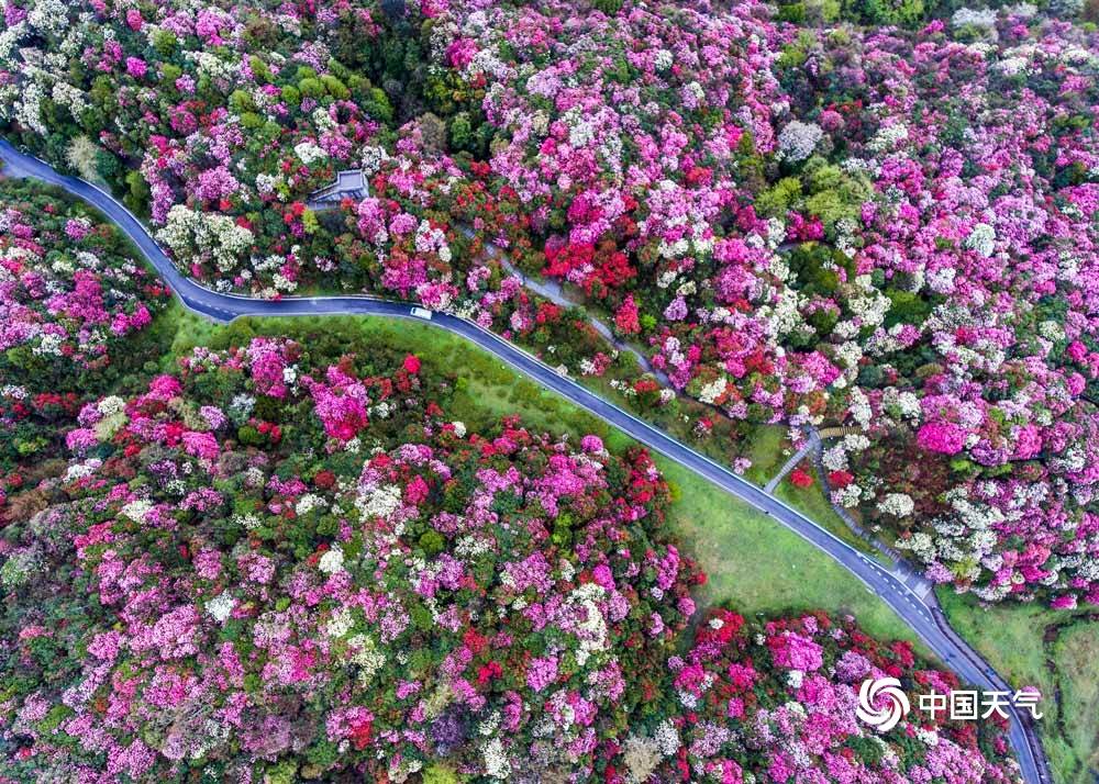贵州毕节百里杜鹃盛放 美景“刷屏”姹紫嫣红