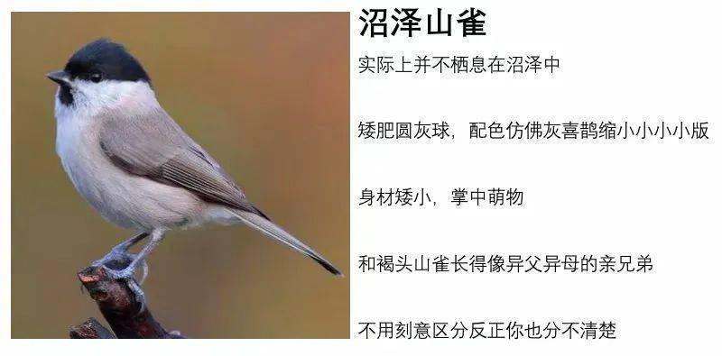 鸟类观察手册上说黑尾蜡嘴雀头部的黑色更大,两胁橙色,翼尖白色;黑头