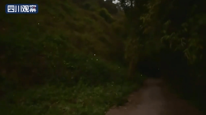 太梦幻了！四川乐山的这个公园萤火虫多如繁星