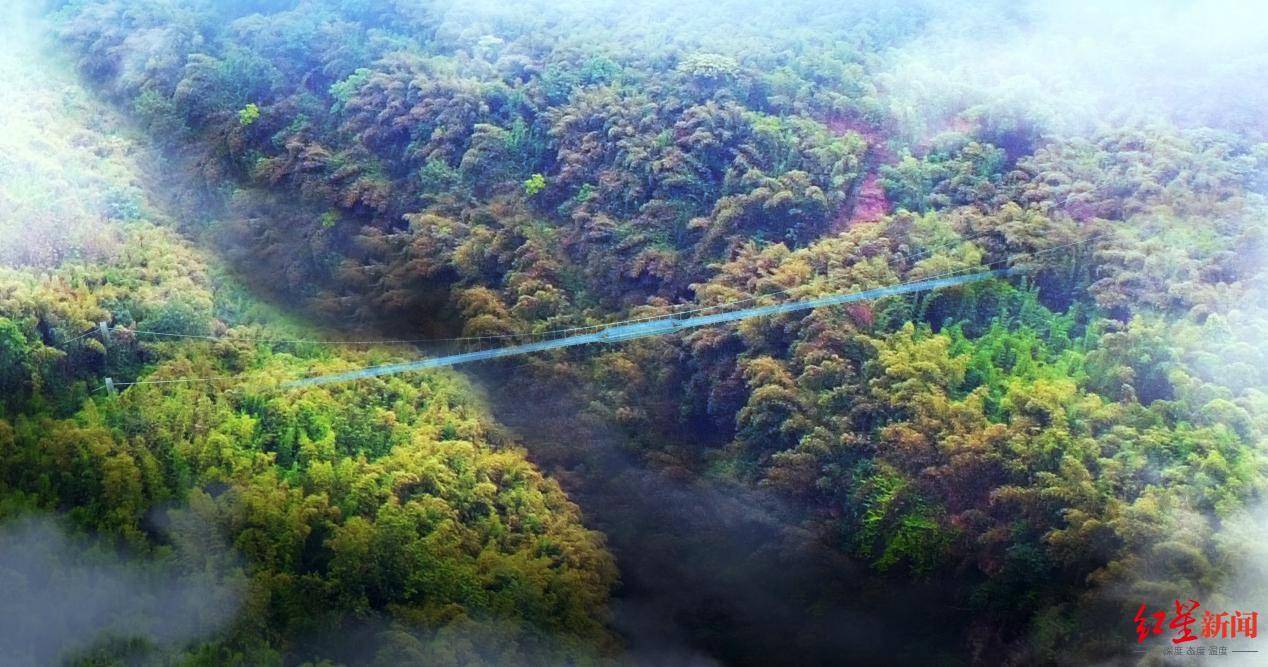 天府川西竹海高空全景走廊将于暑期建成开放！可“穿越”至龙门山生物多样性博览园