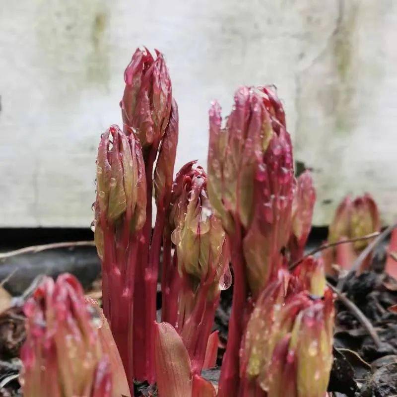 我们正看牡丹的时候,文艳姆妈过来往牡丹旁边种了两簇紫红植物,我问是