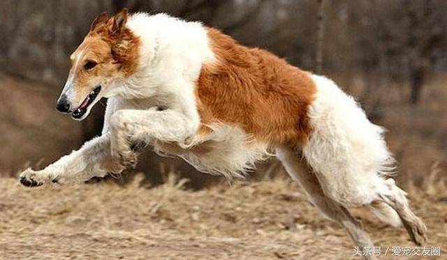 具有高贵气质动作姿态优美的俄罗斯猎狼犬