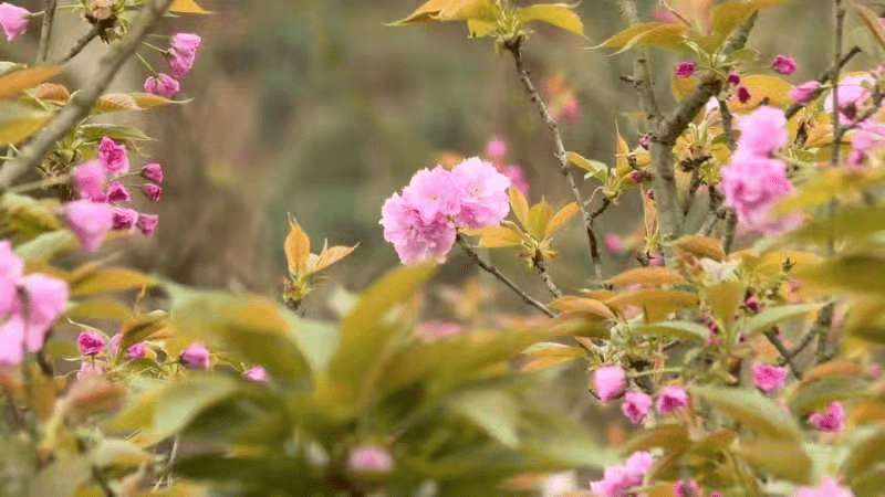 巴南天台有约 2200余株樱花浪漫“樱”缘 巴南石滩第七届天台花谷樱花节开幕