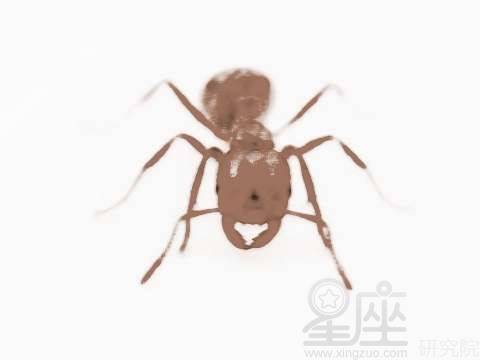 解梦，梦见满地的蚂蚁，踩蚂蚁与火的象征意义探析