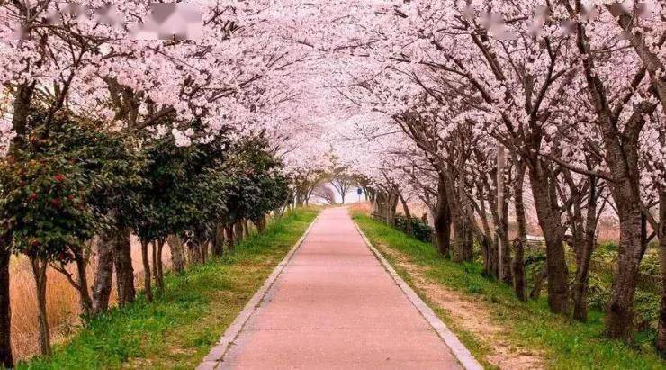 赏樱何必出远门 泰山西路竟还藏了片大美樱花林?