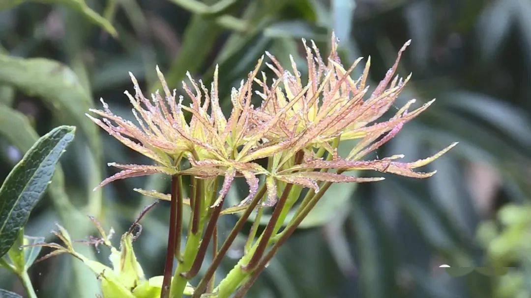 梁王茶吐新芽采摘尝鲜正当时