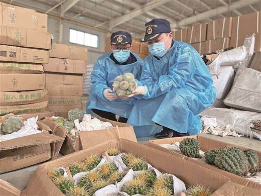 多肉植物排行_56株活体多肉植物以“糖果”身份入境,被上海海关截获