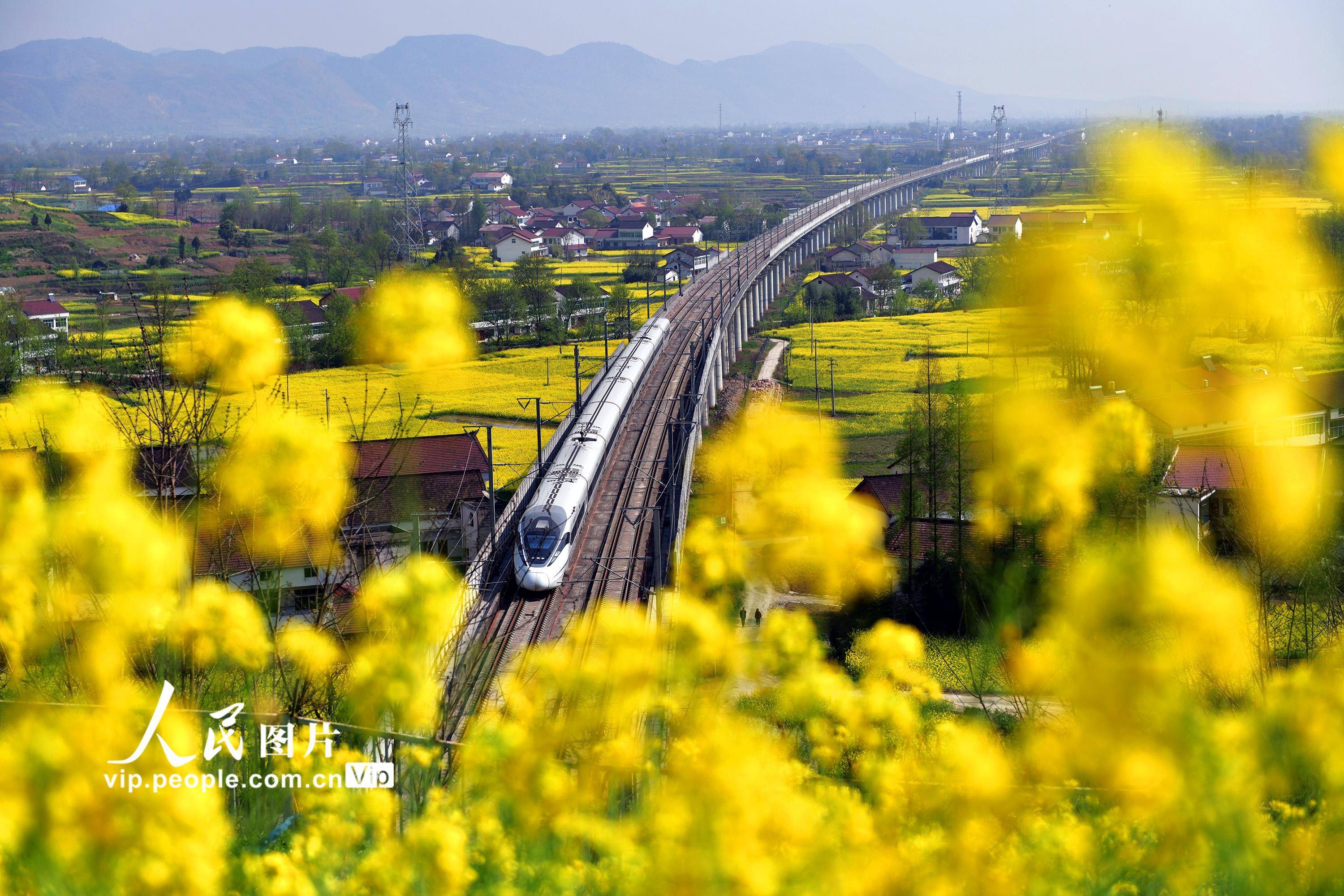市境内的油菜花竞相盛开,高铁列车在花海中穿行,构成一道亮丽的风景线