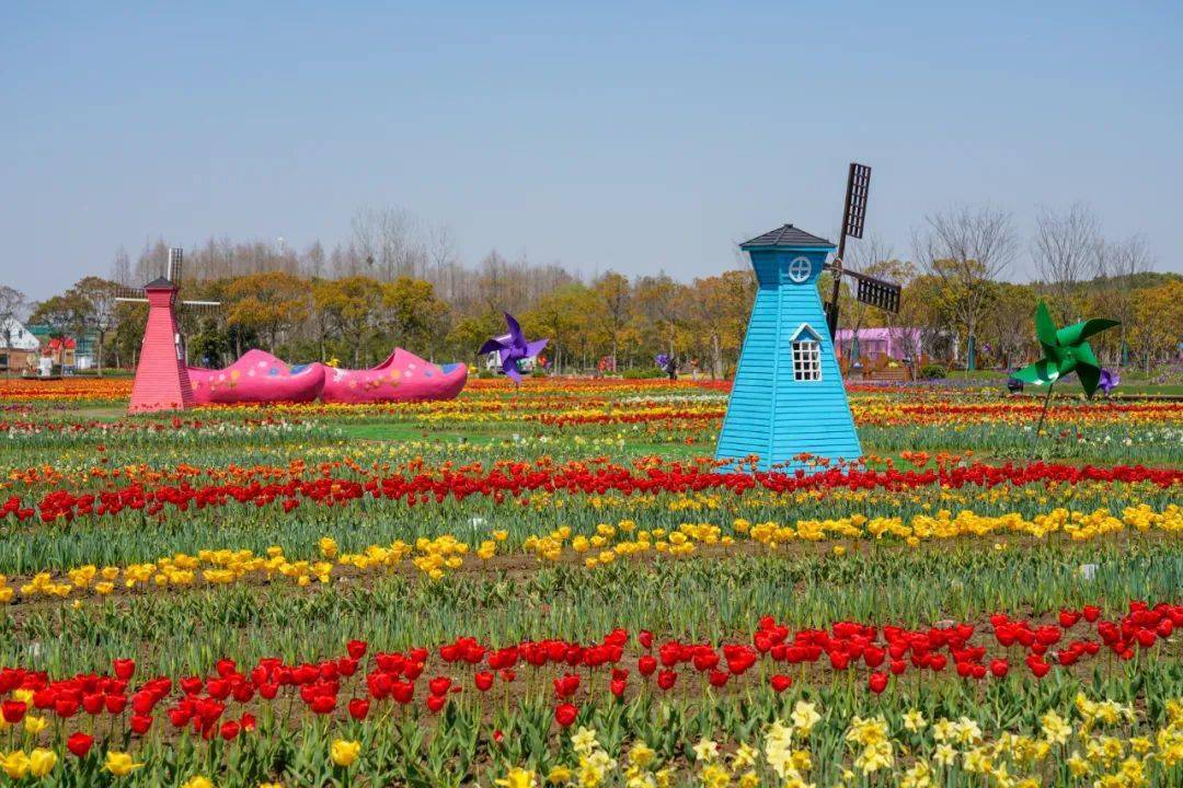 崇明郁金香花展图片