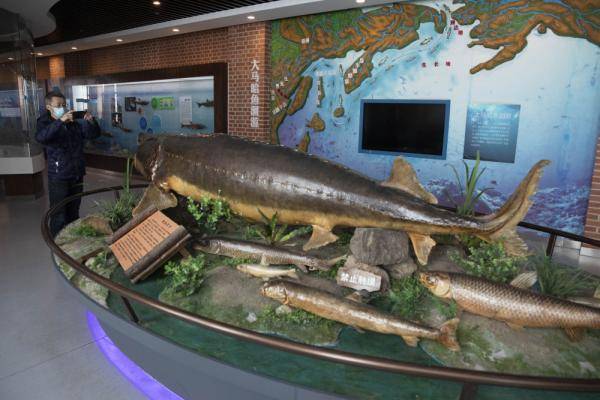 探访抚远市鱼文化体验馆