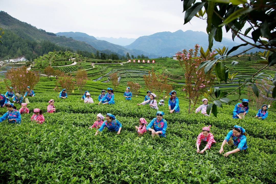 万源市富硒茶园过去仅有绿茶,2018年,全市启动浙川东西部扶贫协作茶叶