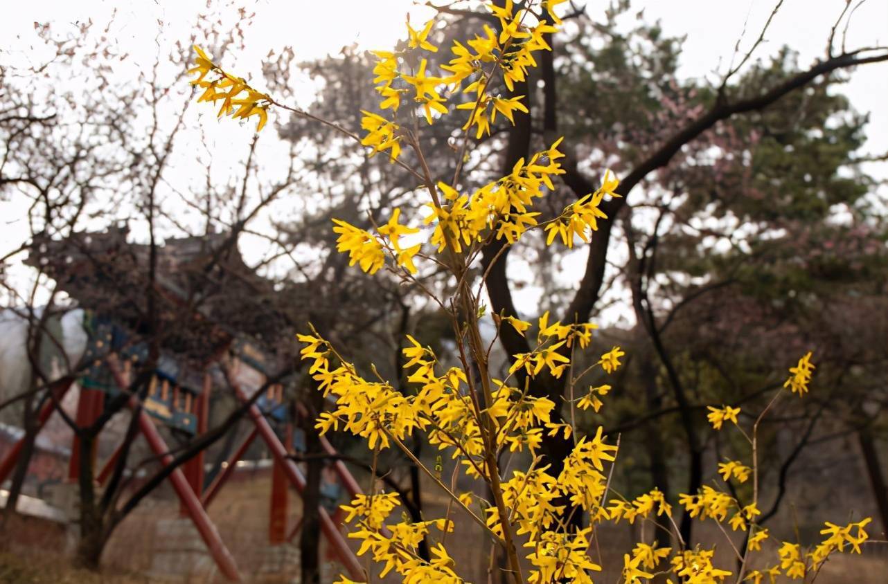 百花齊放春滿園京城9家市屬公園最佳賞花處都在這兒了