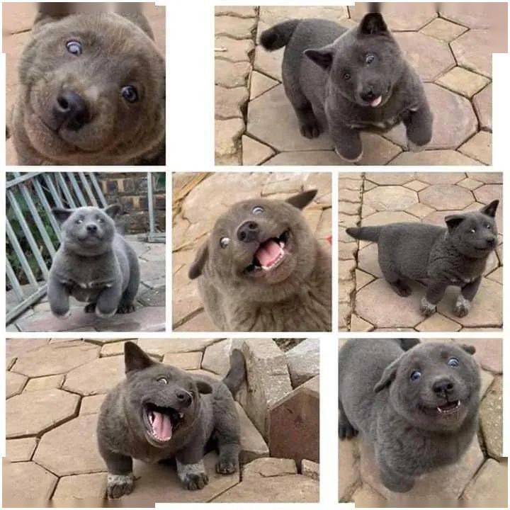 火爆全网的"表情包"小蓝狗长大啦, 居然没长偏,还是爆好笑!