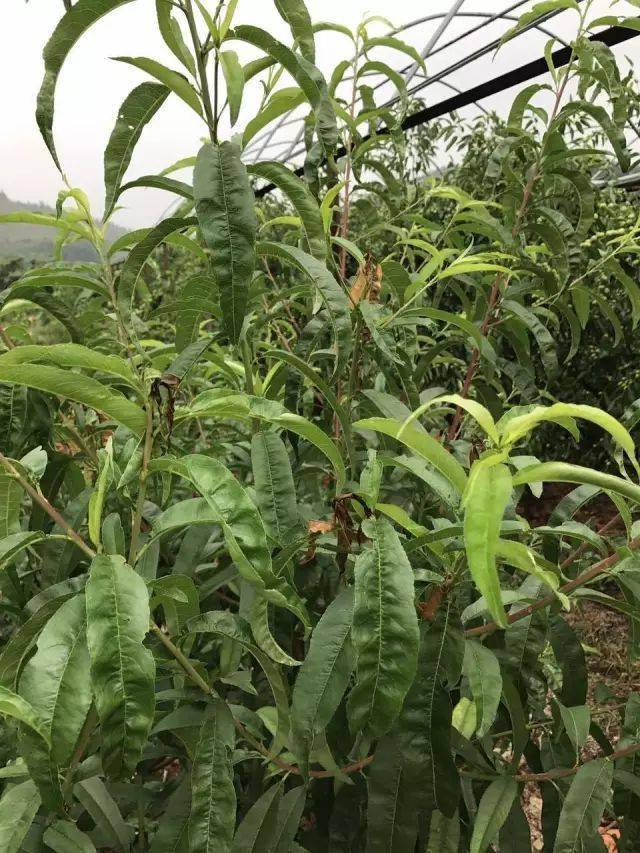 植物缺钙的症状图片图片