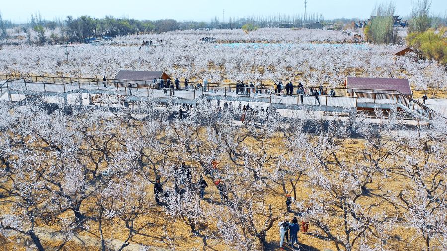 新疆托克逊:杏花园里杏花繁