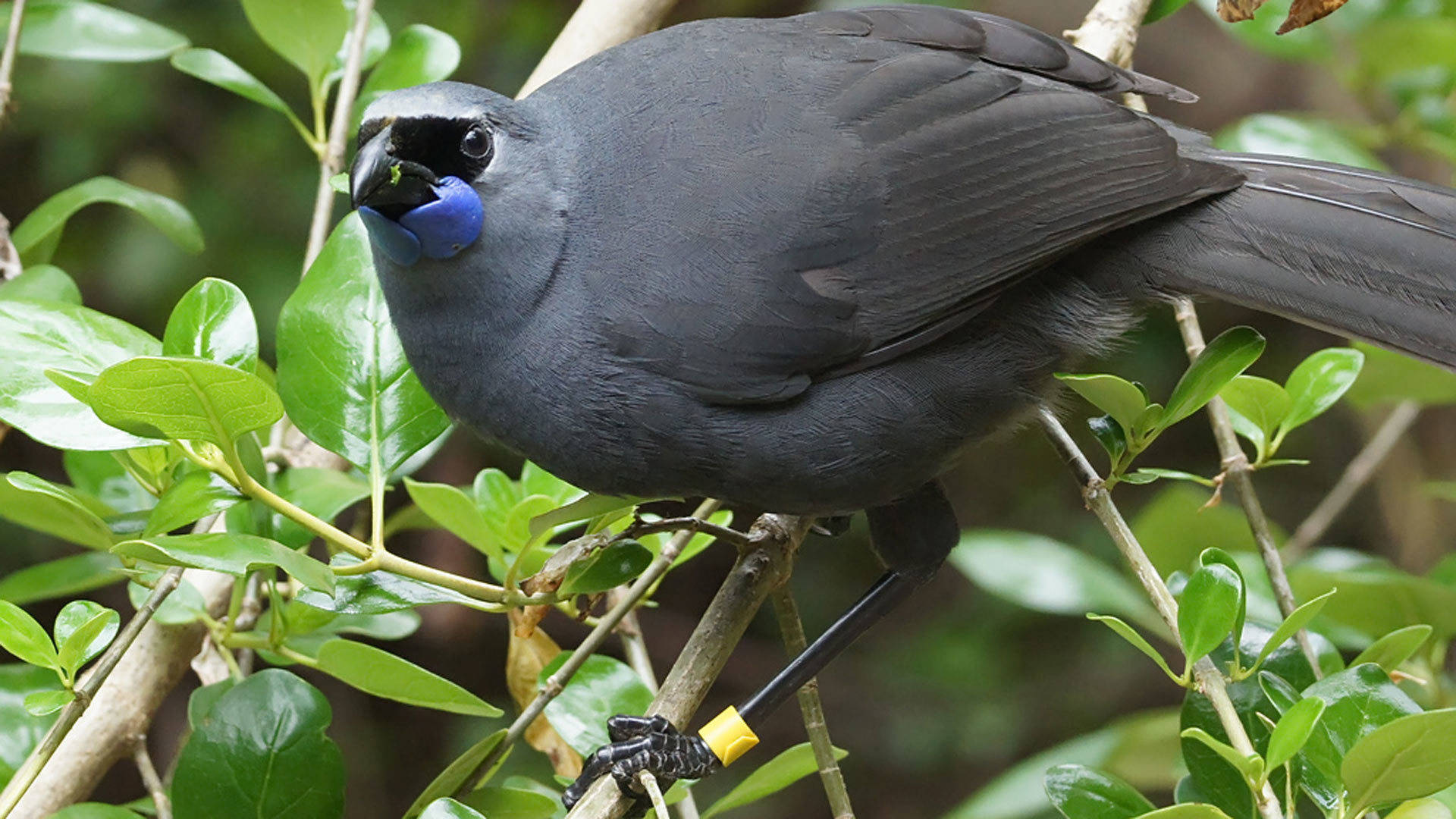 新西兰巨型鸟类图片