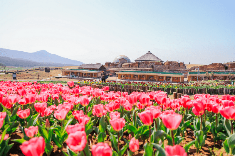 三瓜公社海棠花海3月27日起這三條旅遊公交專線來了