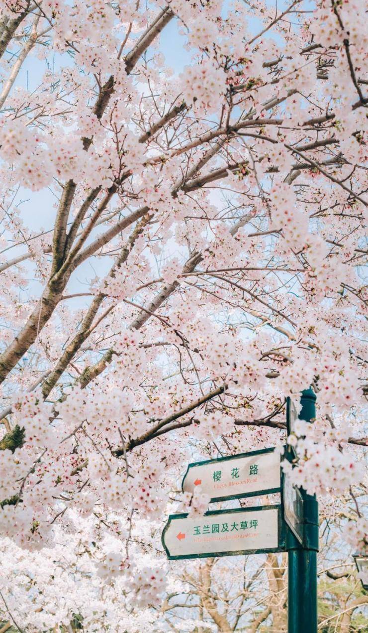 送你一朵小樱花