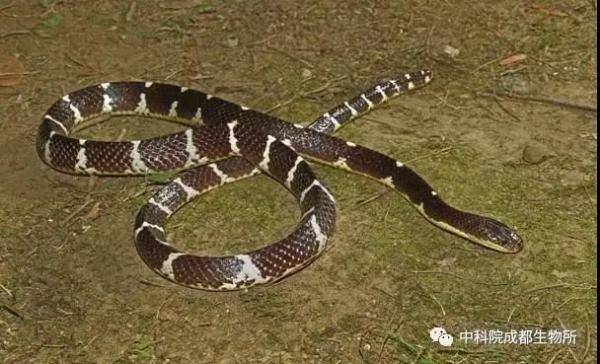 银环蛇|这种剧毒蛇，名叫素贞