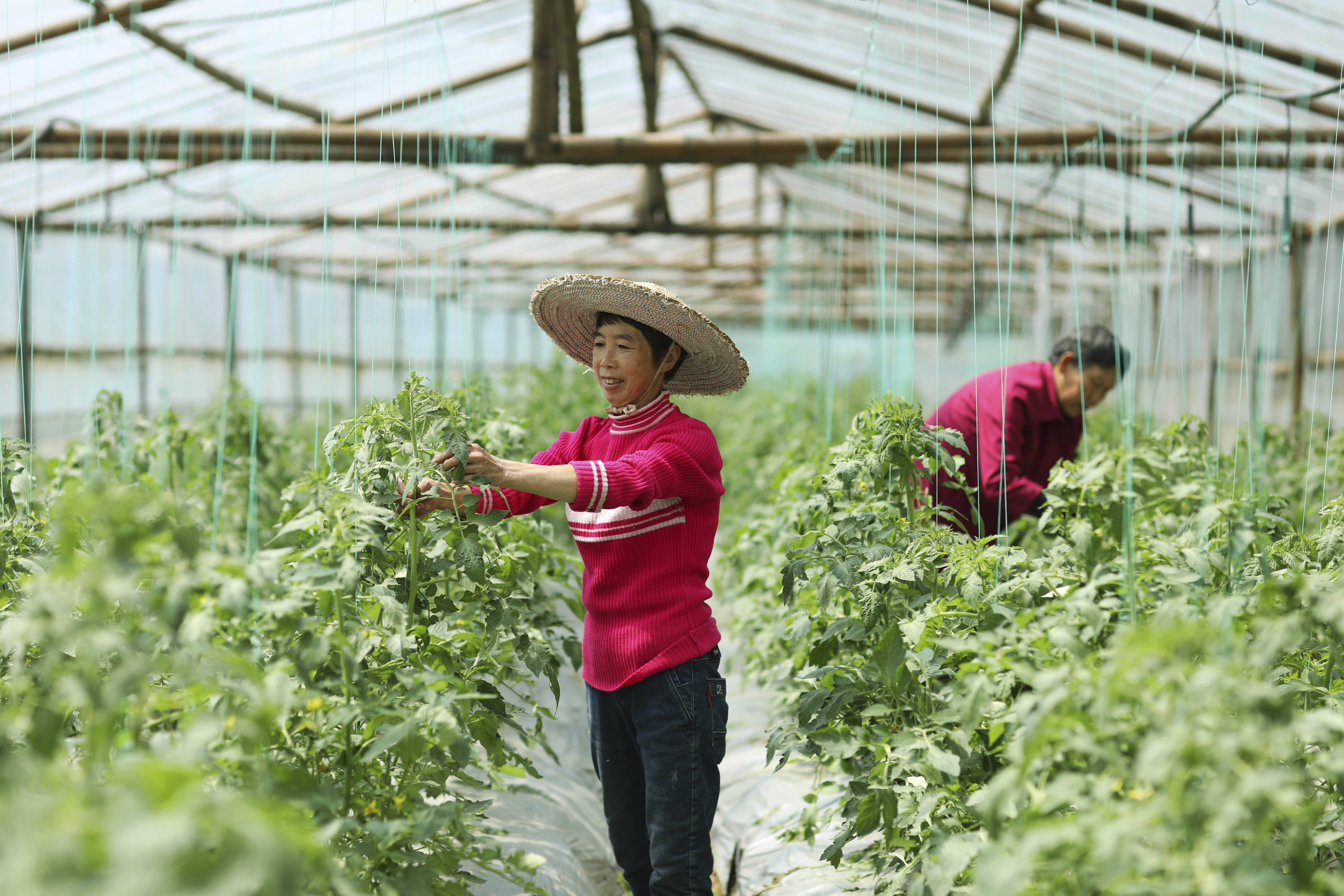 赤水:壩區產業助農增收3月27日,紅星村村民在蔬菜大棚內給西紅柿打尖