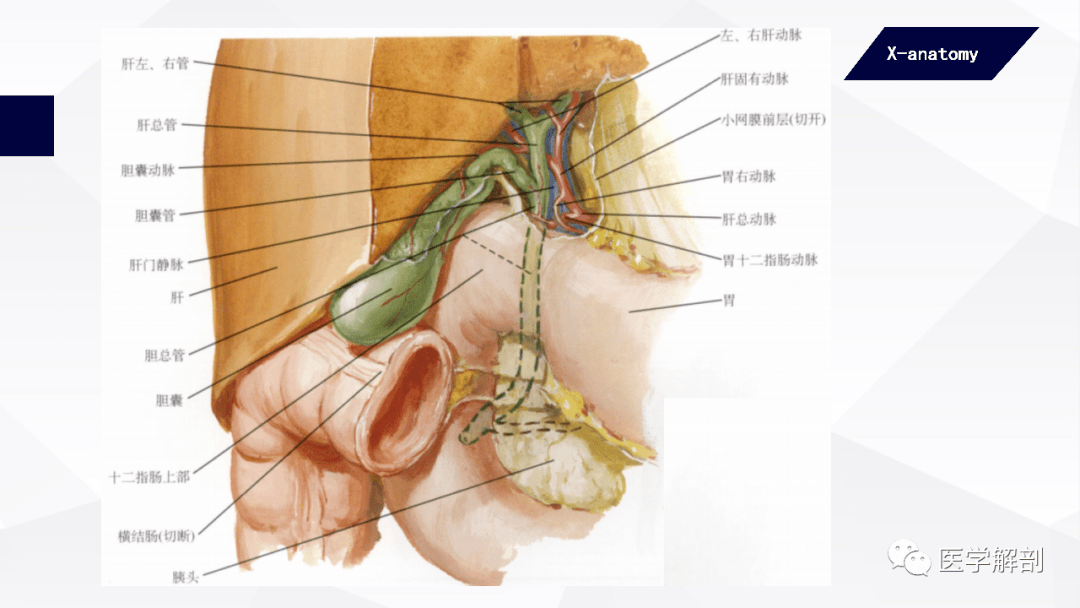 人体解剖学消化腺肝外胆道
