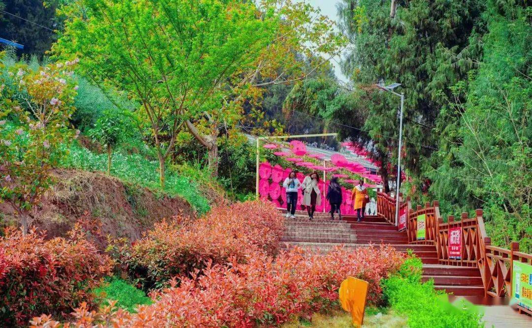春日大片随手拍三台景福镇万亩牡丹花田等你来