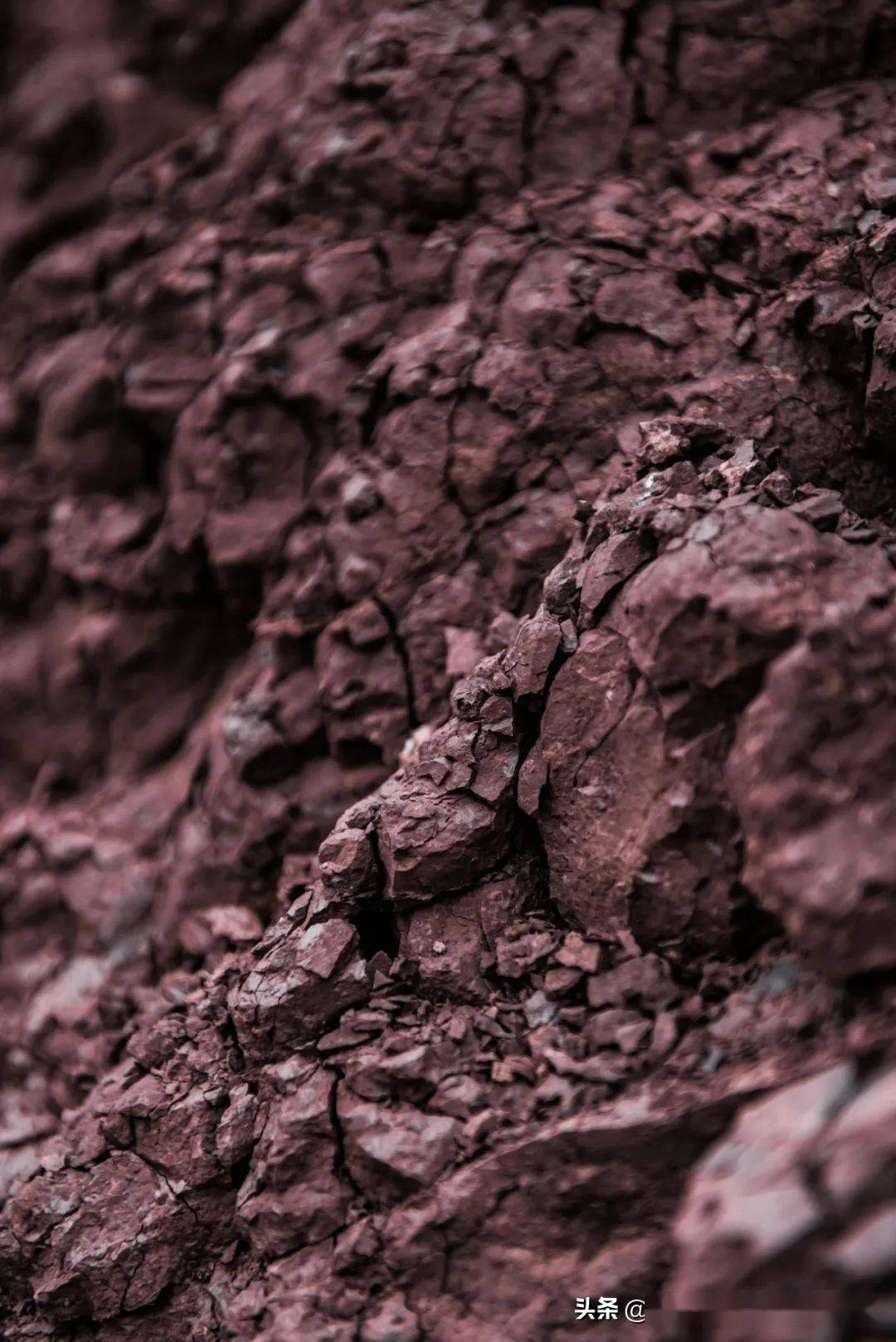 能够孕育优质青菜头的紫色土壤.