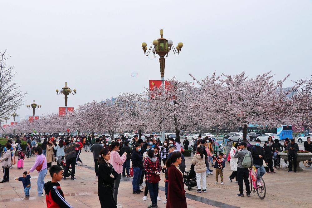 火了,濰坊人民廣場櫻花盛開,到處都是賞花人