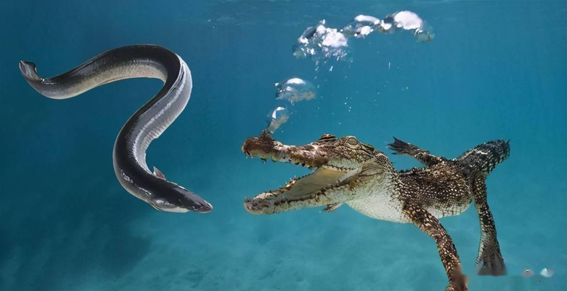 四种生活在亚马逊河里的可怕生物，鳄鱼对它们来说真的不够吃