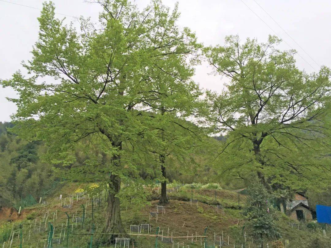 华东地区珍稀濒危植物天目铁木入住上海植物园