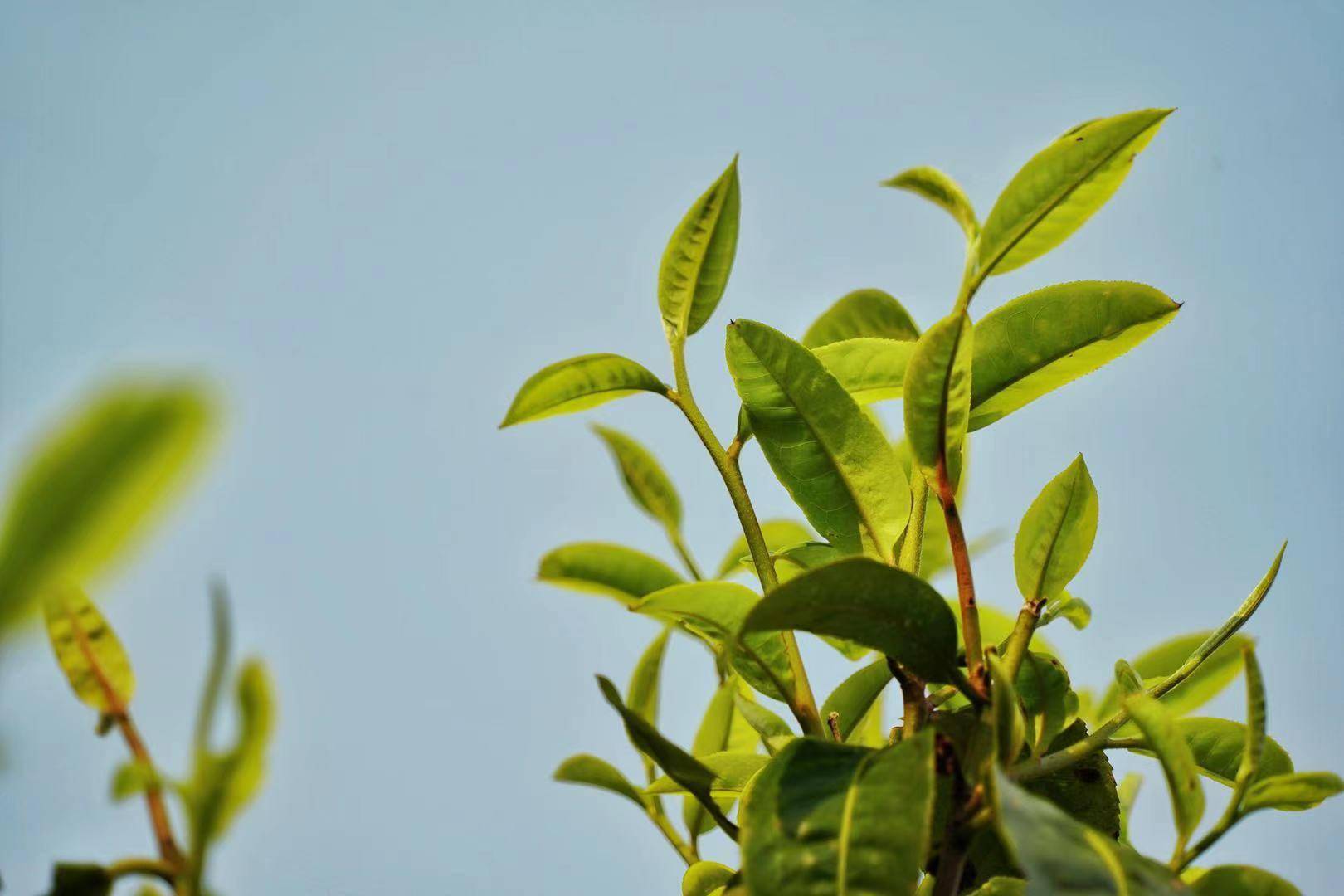 探访神秘古茶山贺开亲历老曼娥朝拜老班章