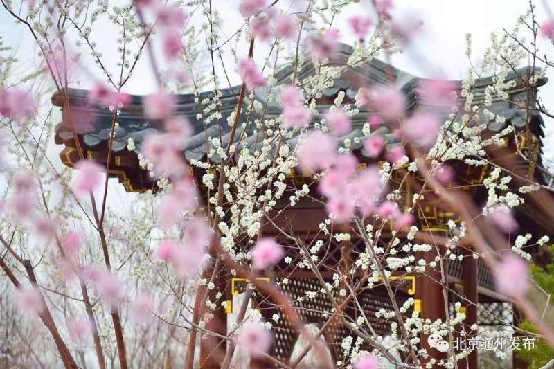 北京通州城市绿心4月起开启春季踏青赏花季 活动