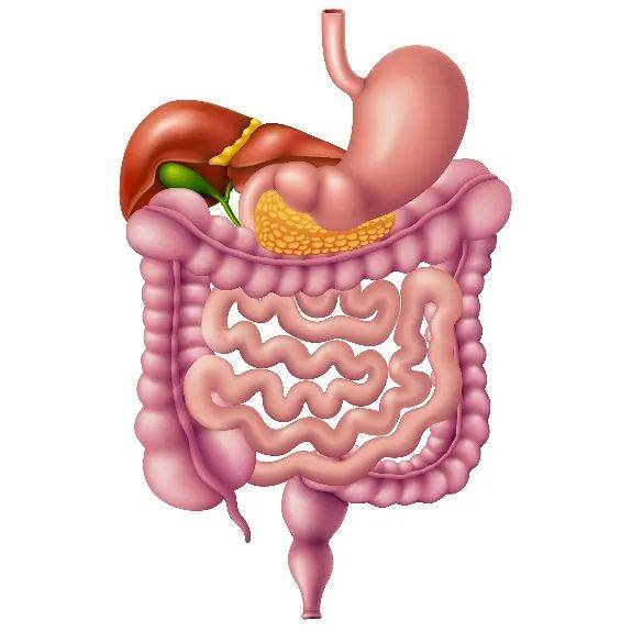 肠道主要包括大肠和小肠.我们的肠道有多长?