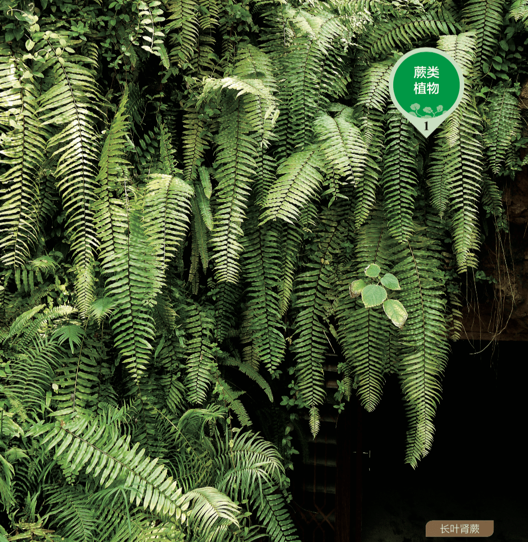 植物受外星人影响变成了人热播剧司藤的司藤又是什么藤