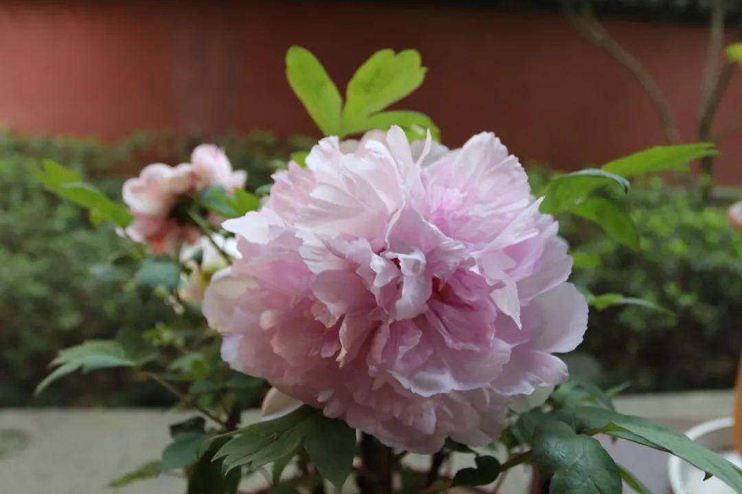 较强雷阵雨已在候场,气温先降8-10℃,再冲27℃!_牡丹花