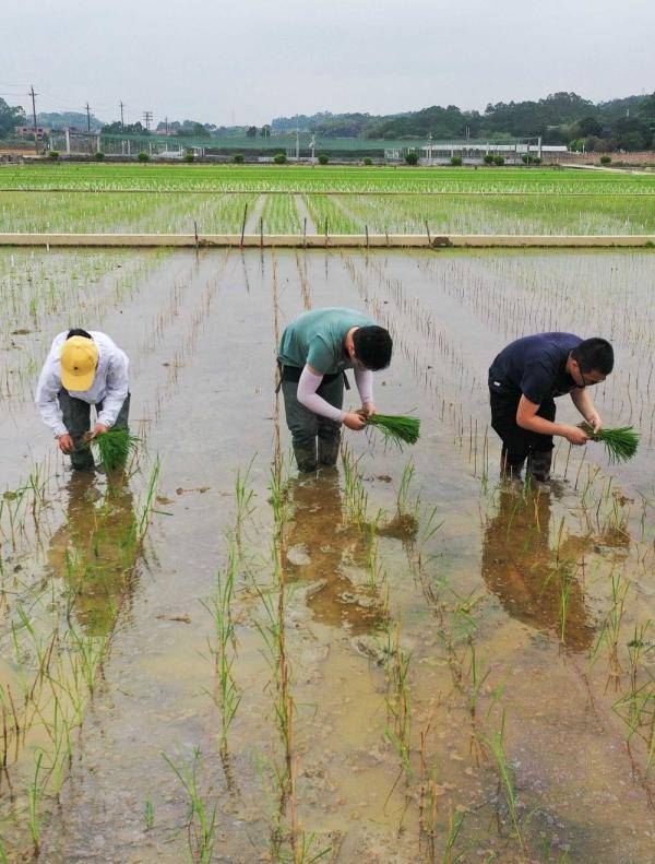 广州|新华全媒+ | 天壤之接：嫦娥五号太空稻秧苗“安家”田间