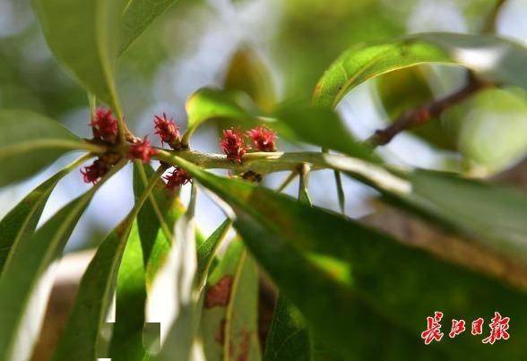 楊梅雌花.楓楊雌雄同株,雌花和雄花均為下垂的柔荑花序,但是分別開放.