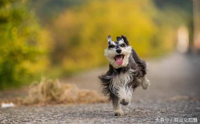 梗类犬中唯一不含英国血统欢快迷人的老头狗 酒精