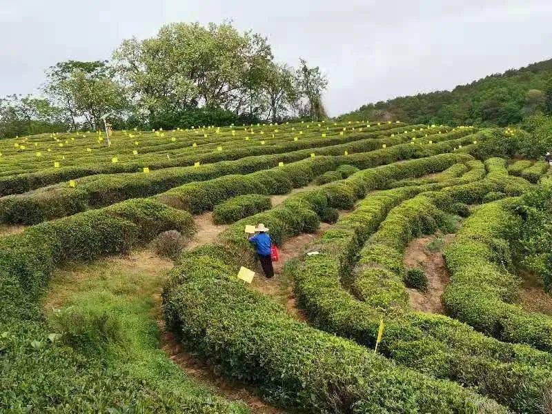 云上荆门小伙伴们 ，亲子“趣”采茶咯！