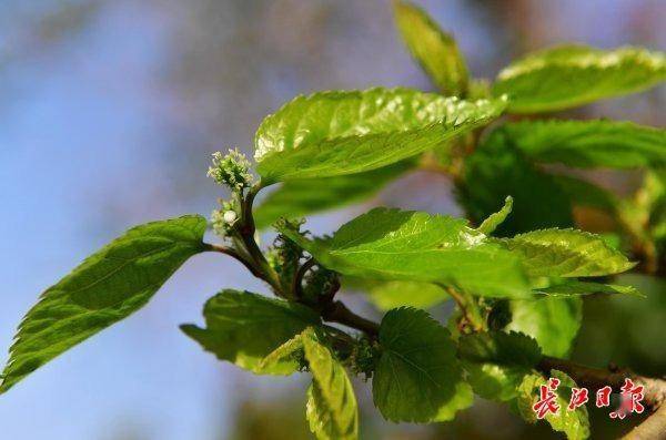 桑樹雄花.構樹雌花.構樹雄花.