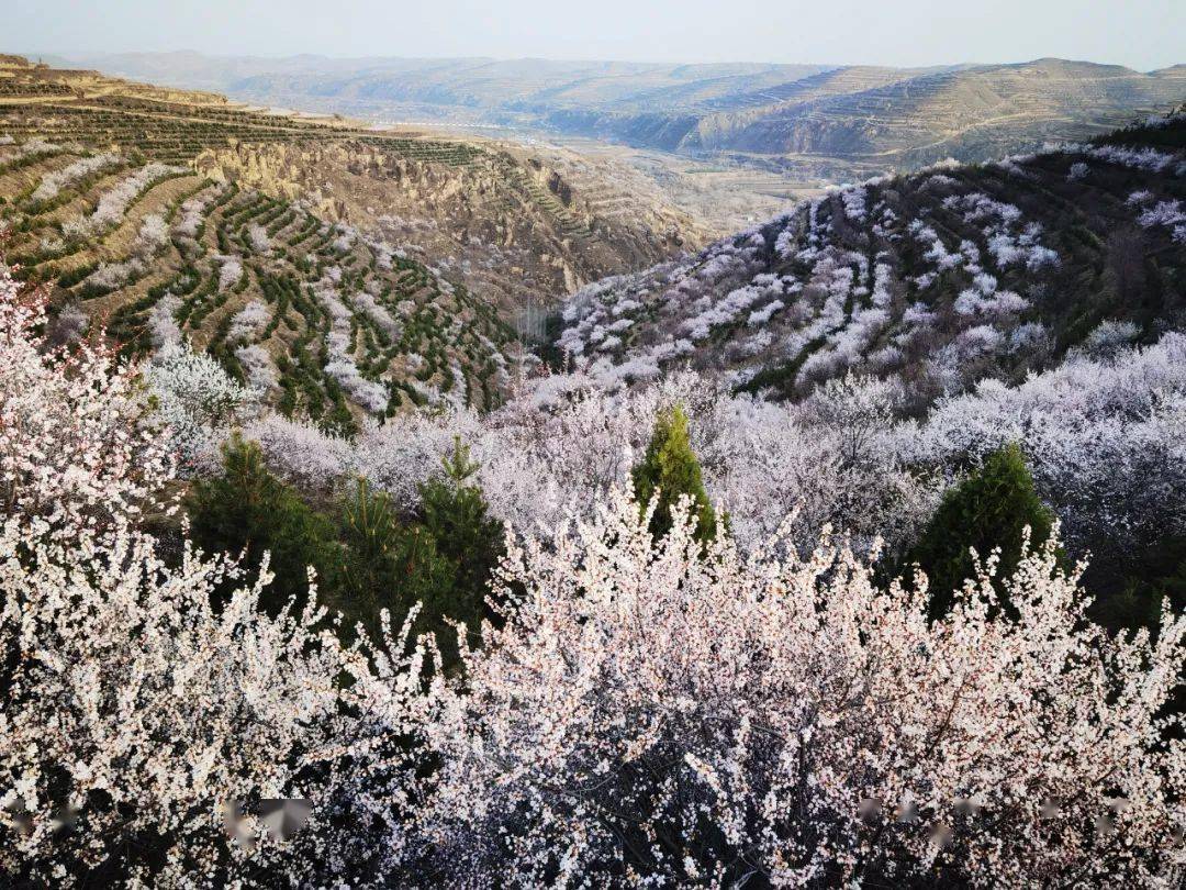 固原将要因为这个刷屏了,你们准备好了吗?_彭阳