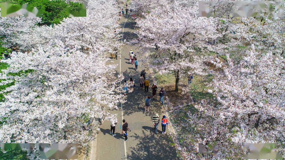 辰山植物园1500米樱花大道让你畅游花海梦境