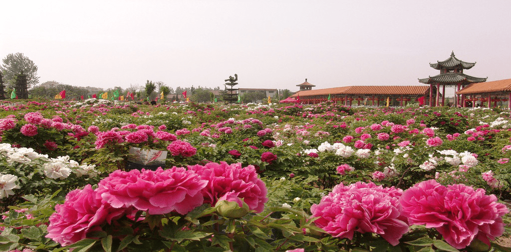 多彩非遺民俗遊8,花開盛世紅色遊9,牡丹特色工業遊10,曹州古風體驗遊