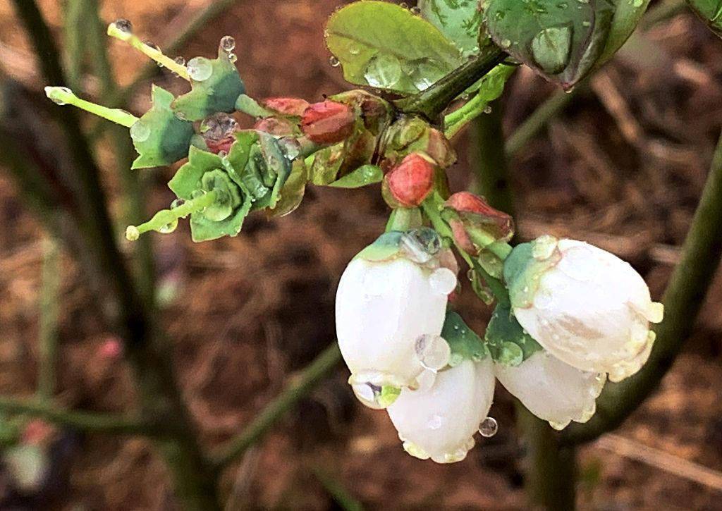 浙江金華:藍莓花開潔白無瑕