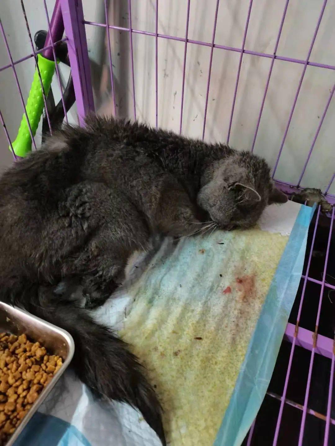 救助募捐可怜蓝猫需要大家的帮助