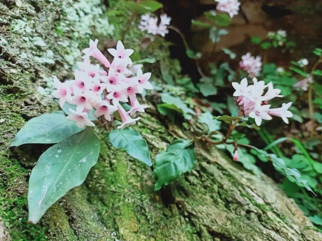 及草长莺飞,绿意盎然沿途是云水交辉,峰峦叠翠万山之中,河水百转千回