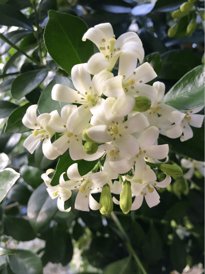 春天的香水花,满屋子都是香味,像是喷了香水